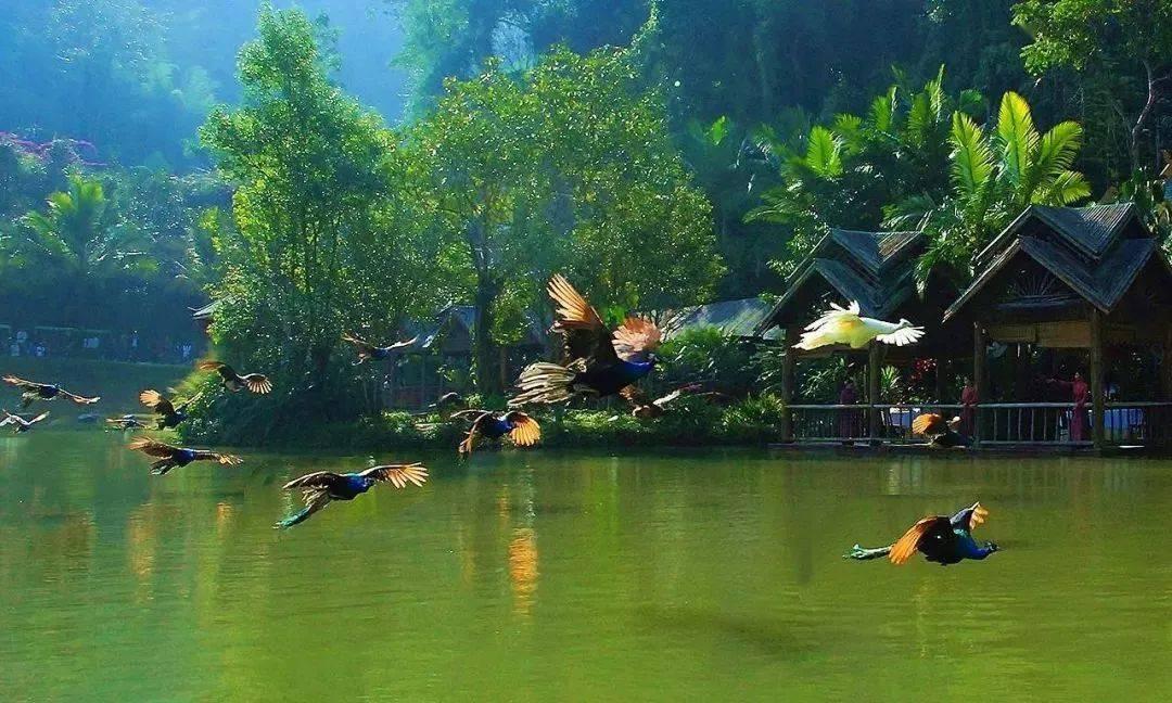垂丝茉莉叶子发黄怎么回事？游戏画面